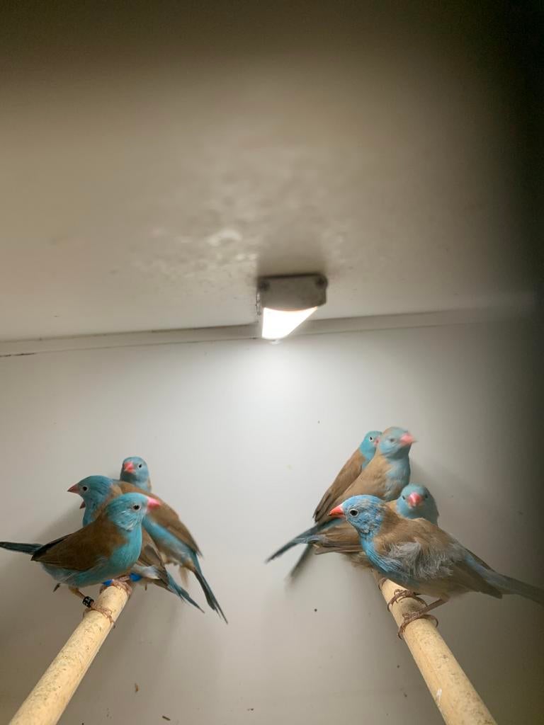 blauwkop fazantjes, Dieren en Toebehoren, Meerdere dieren, Parkiet