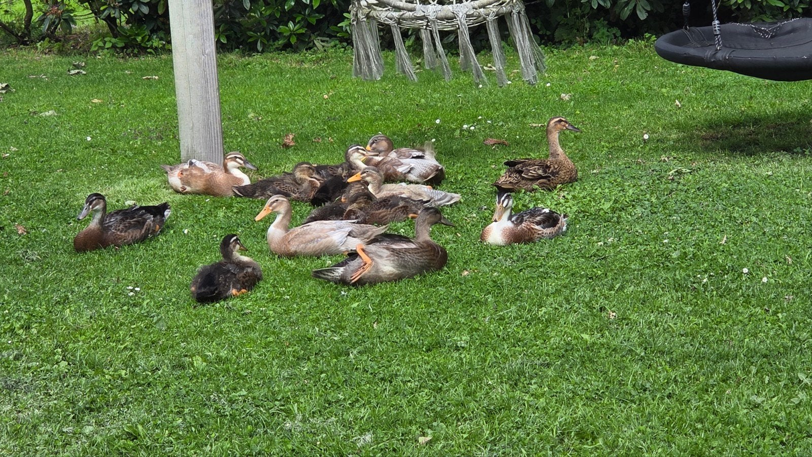 Loopeenden-loopeend-indische loopeend, Dieren en Toebehoren, Meerdere dieren, Eend
