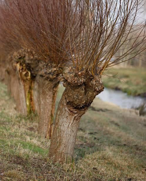 Gezocht knotwilgentakken voor mijn paarden (omgeving Heerde), Tuin en Terras, Planten | Bomen, Bloeit niet, Overige soorten, 100 tot 250 cm