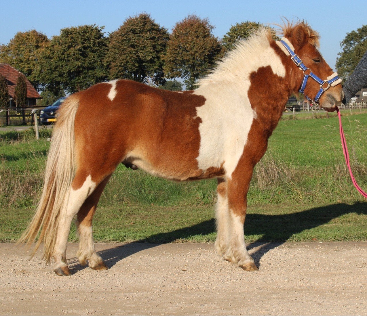 Te koop 8 super knappe shetlander en een haflinger ruin, Dieren en Toebehoren, Ruin, A pony (tot 1.17m), Recreatiepony, Gechipt