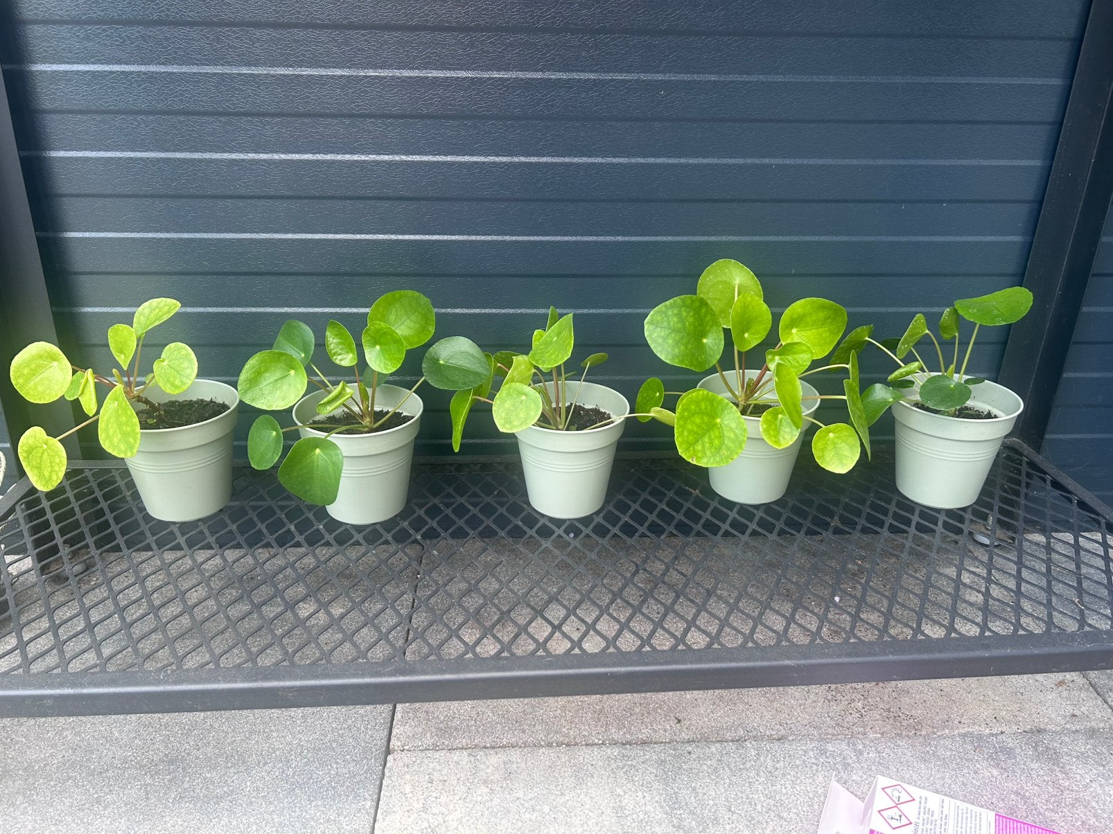Pannekoekenplantjes, Ophalen, Kunststof, Minder dan 30 cm, Rond