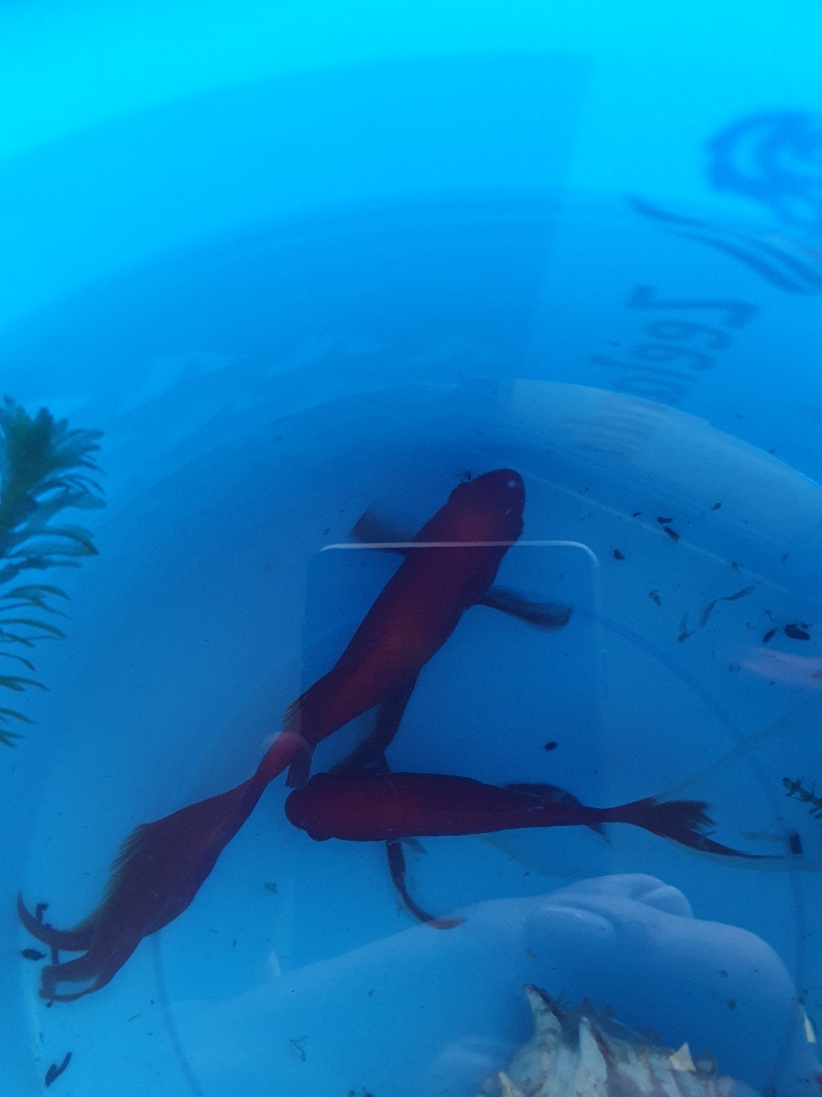 2 mooie Sluierstaarten - gratis, Dieren en Toebehoren, Karper of Koi