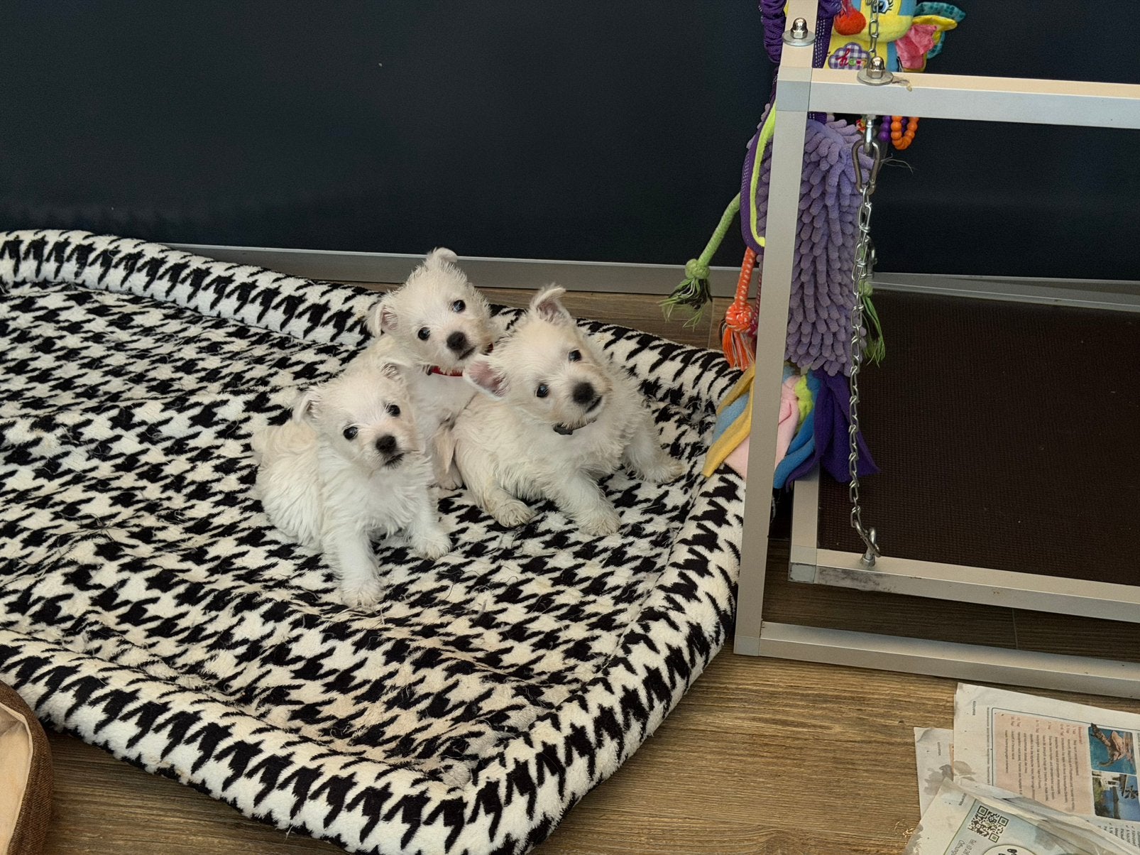 West Highland White Terrier pups, Parvo, Overige rassen, 8 tot 15 weken, Meerdere