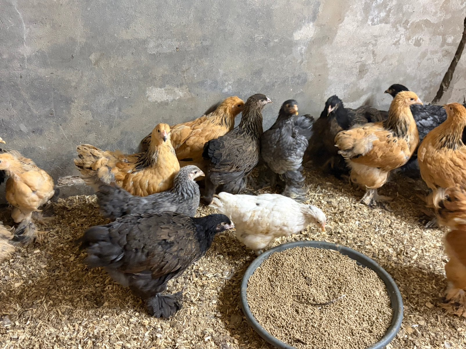 Gesekste Brahma Hennen verschillende kleurslagen, Dieren en Toebehoren, Pluimvee, Vrouwelijk, Kip