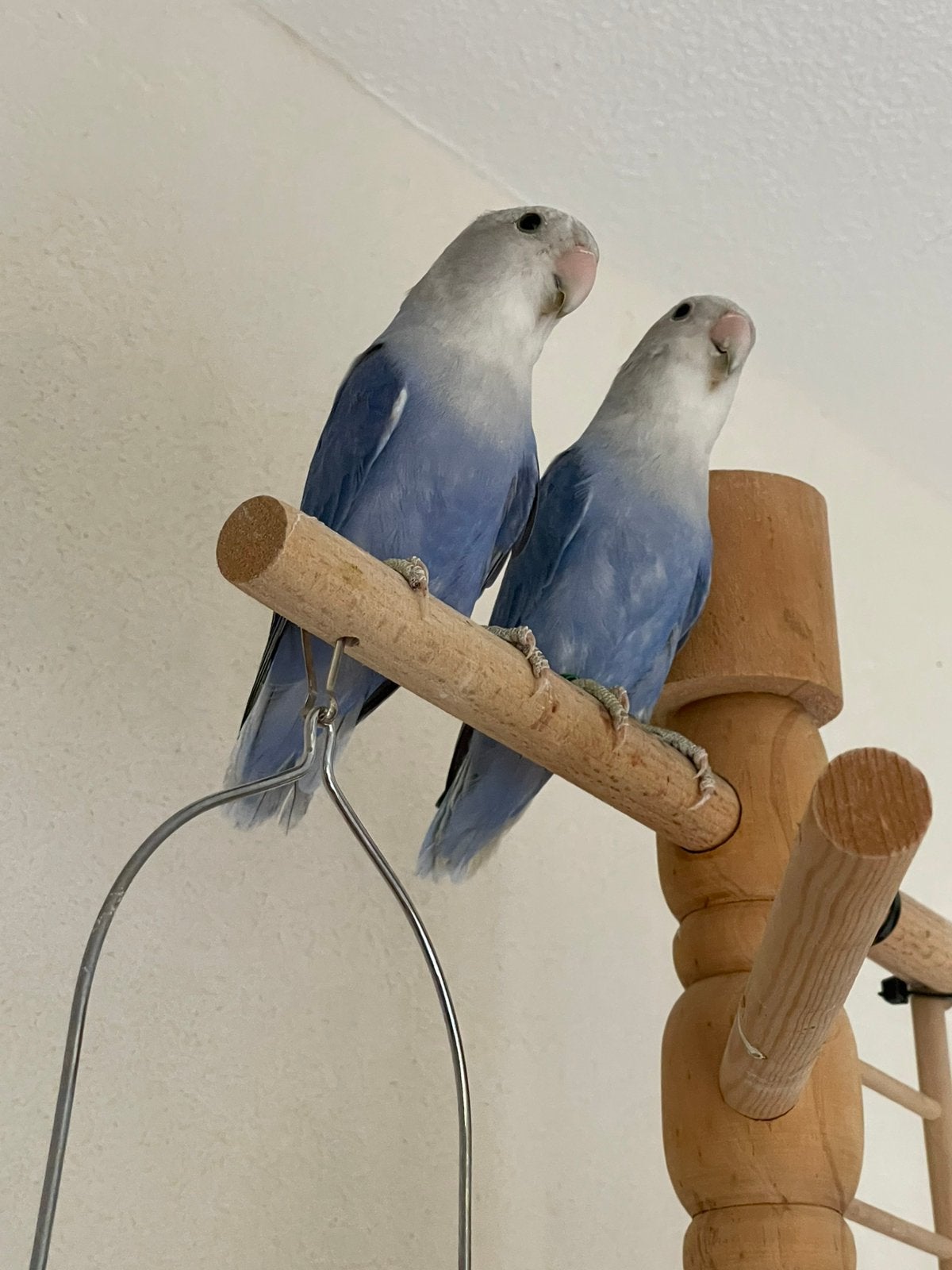 Prachtige Lieve Hand Tamme Agapornis Dwergpapegaai, Meerdere dieren, Dwergpapegaai of Agapornis, Tam