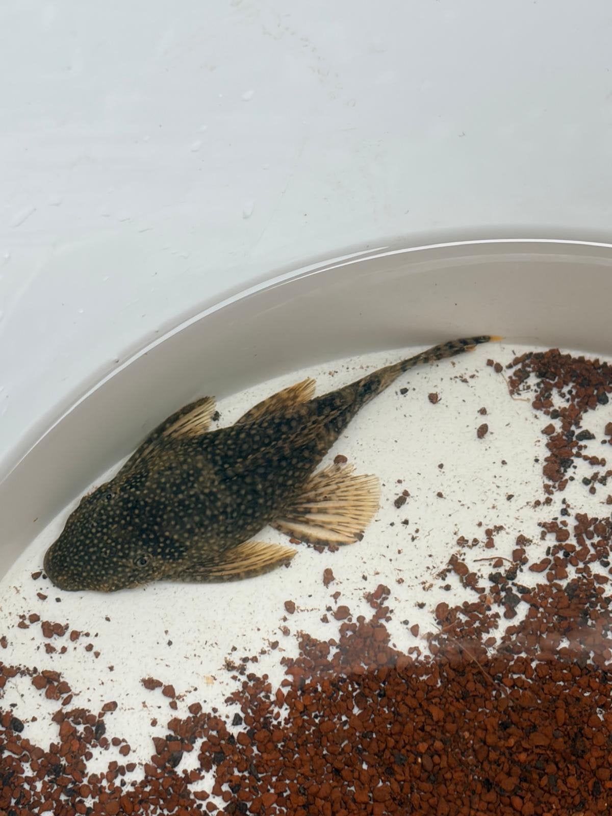Gratis pleco, Vis, Zoetwatervis