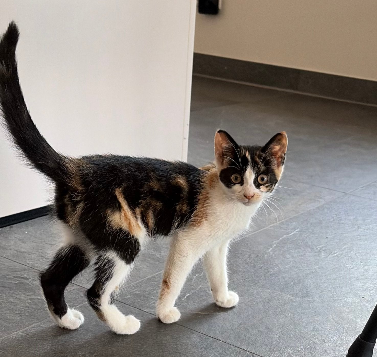 Lieve boerderij kitten, Meerdere dieren, Kortharig, 0 tot 2 jaar