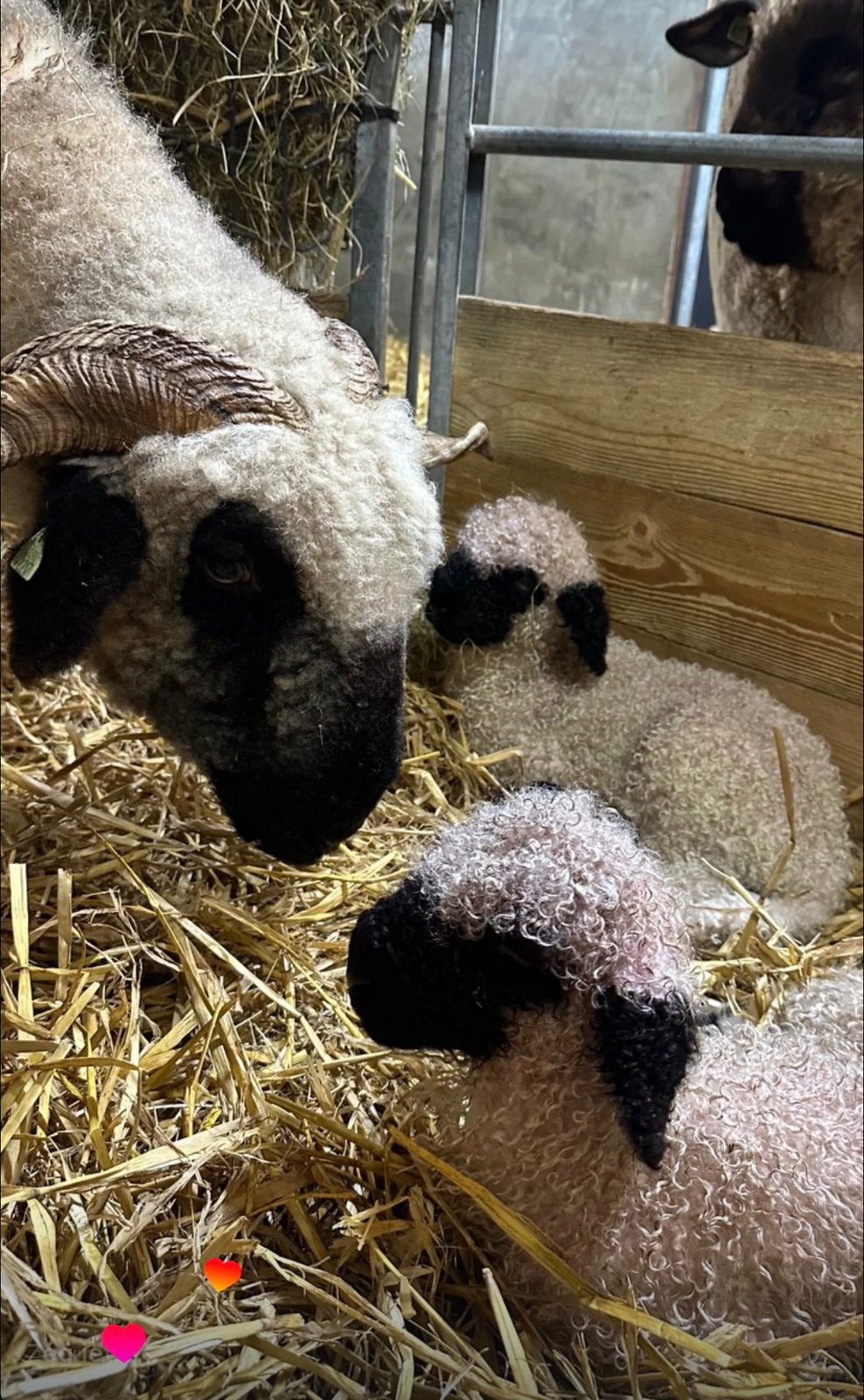 Walliser Schwarznasen stamboek ooi met hamels, Dieren en Toebehoren, Schapen, Geiten en Varkens, Meerdere dieren, Schaap