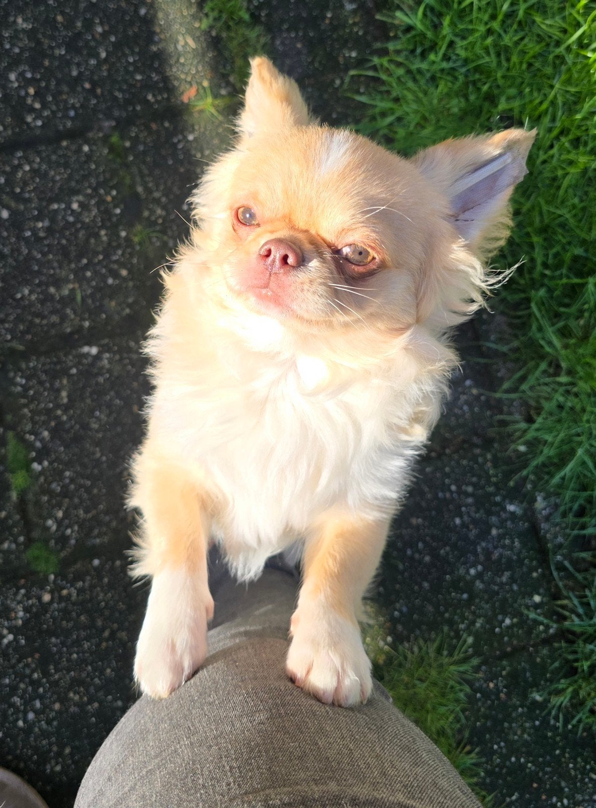 super mooie chihuahua reu van 7 maanden oud, Dieren en Toebehoren, 15 weken tot 1 jaar, Reu, CDV (hondenziekte), Eén hond