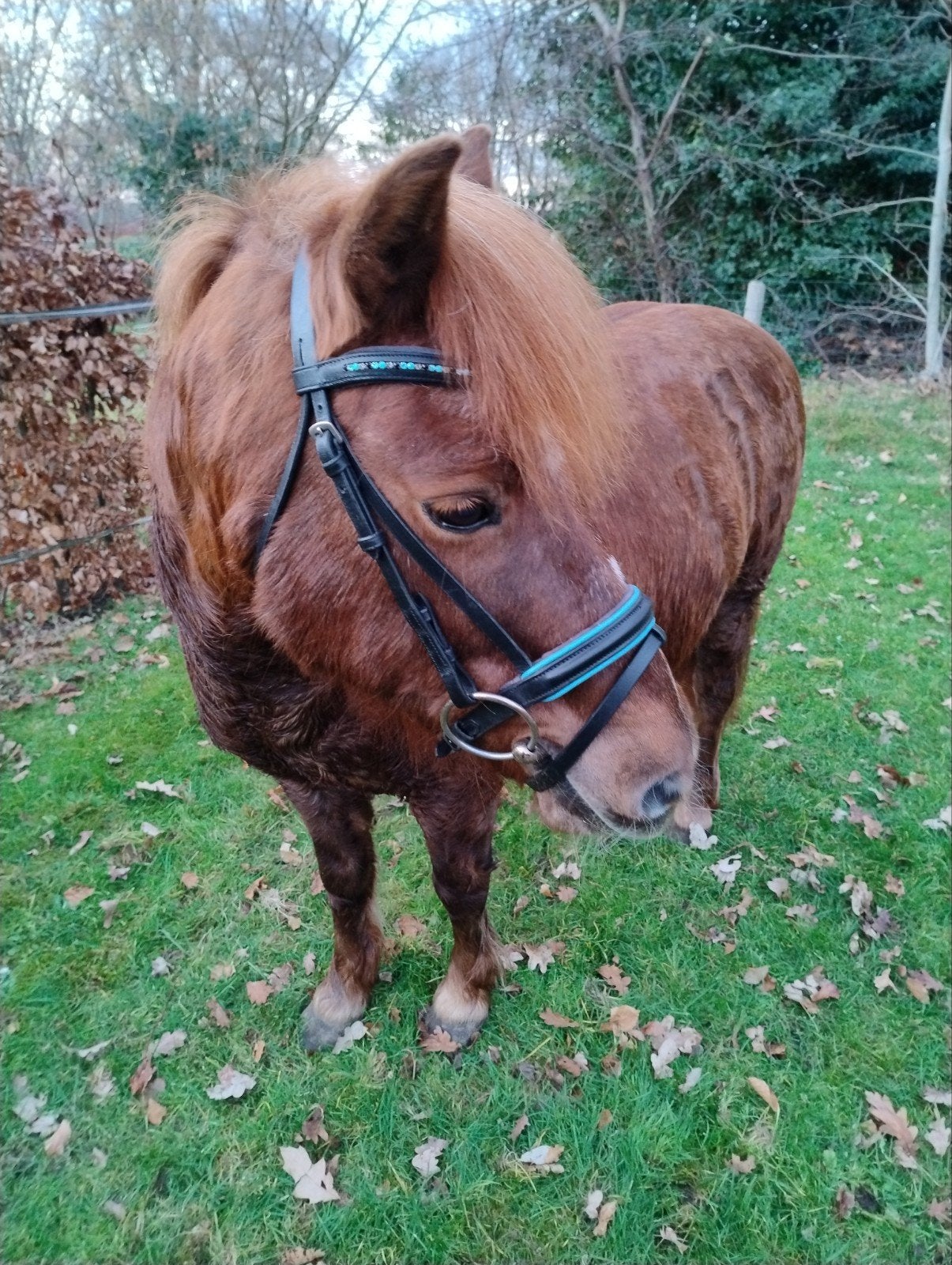 GEZOCHT: Newforest (mogelijk kruising) Merrie, Ophalen