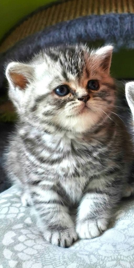 FIFe/Mundikat British shorthair, Dieren en Toebehoren, Meerdere dieren, Met stamboom, 0 tot 2 jaar