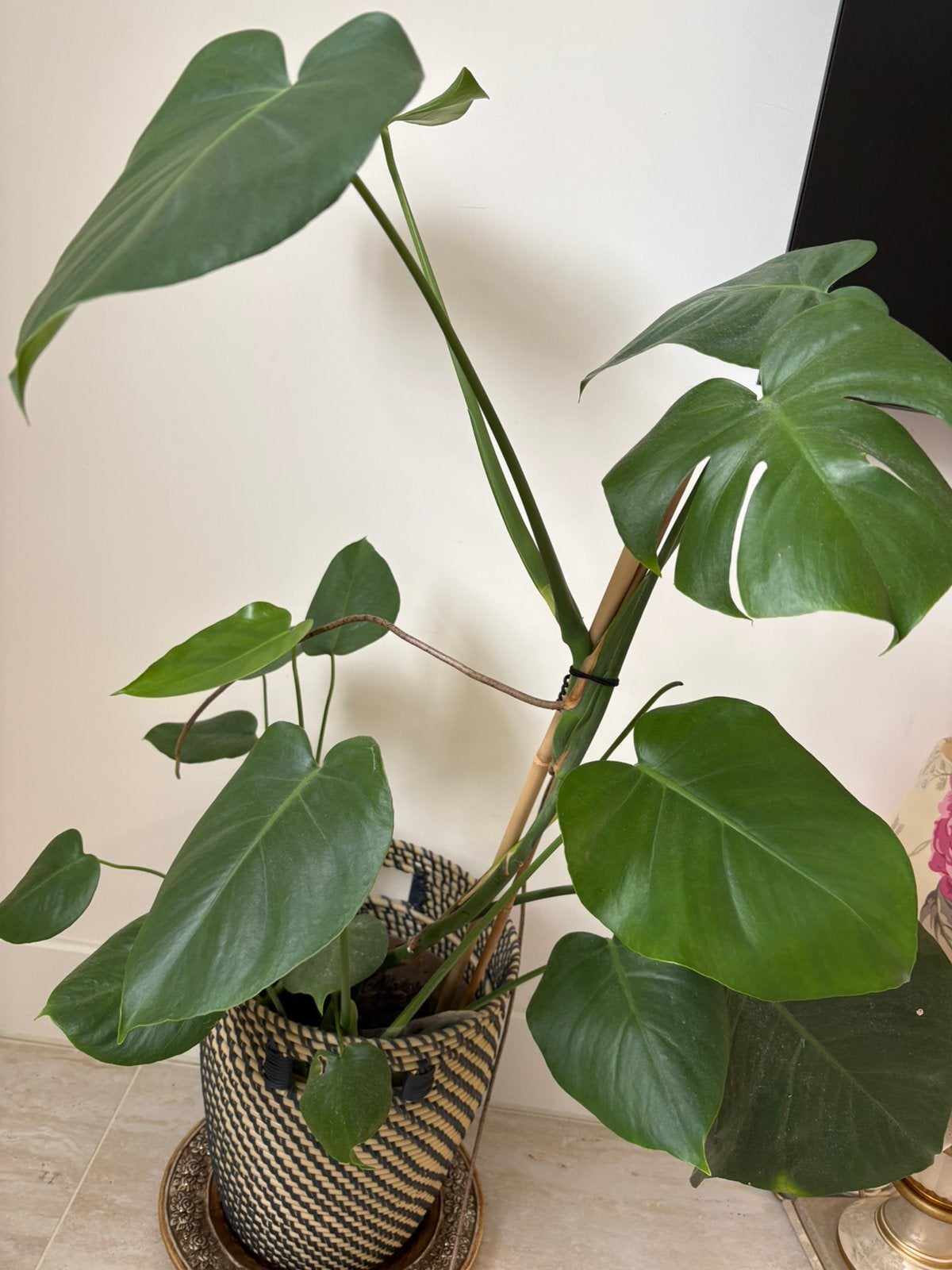 Monstera deliciosa, gatenplant, Ophalen, Halfschaduw, Minder dan 100 cm