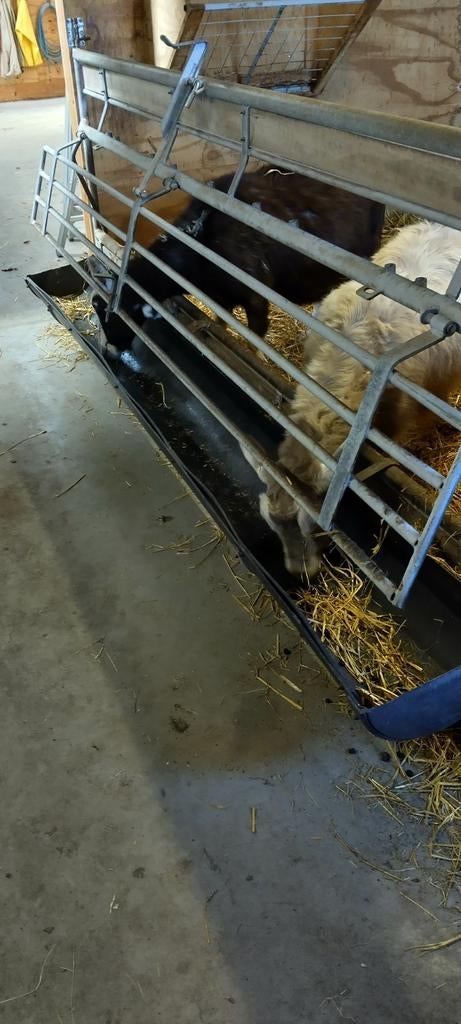 Voerhek schapen/geiten, Dieren en Toebehoren, Schapen, Geiten en Varkens, Meerdere dieren, Schaap