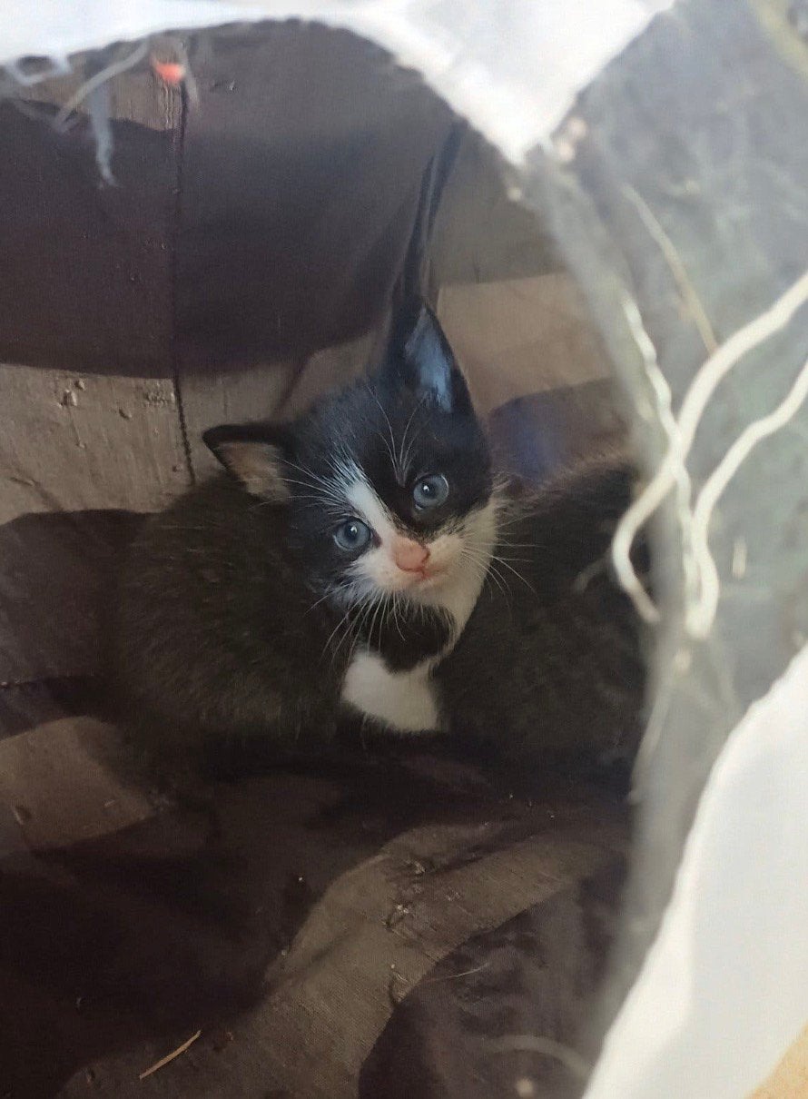 lieve kittens te koop, Meerdere dieren
