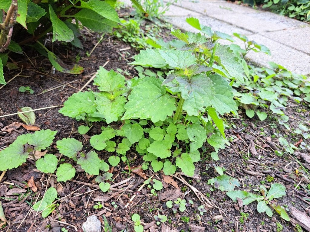 vaste plant, Volle zon, Vaste plant, Zomer, Ophalen