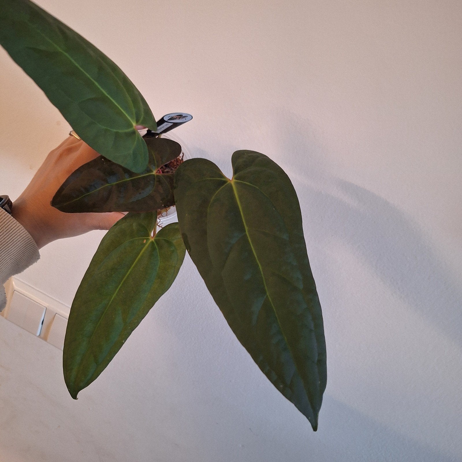 Anthurium BVIT x Portillae, Ophalen of Verzenden, Halfschaduw, Minder dan 100 cm