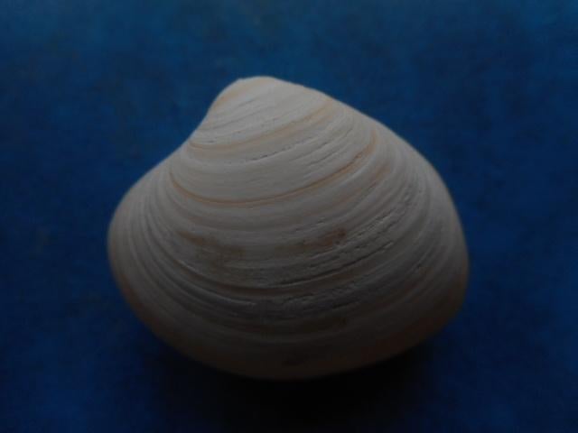 Schelpen: Pitar tumens Gmelin gem 34-37mm, Verzenden, Schelp(en)