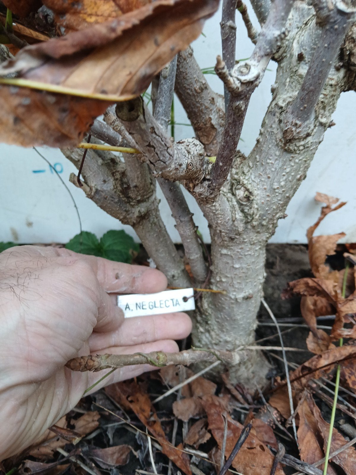 pre kastanje bonsai, Eén persoon, Ticket of Toegangskaart