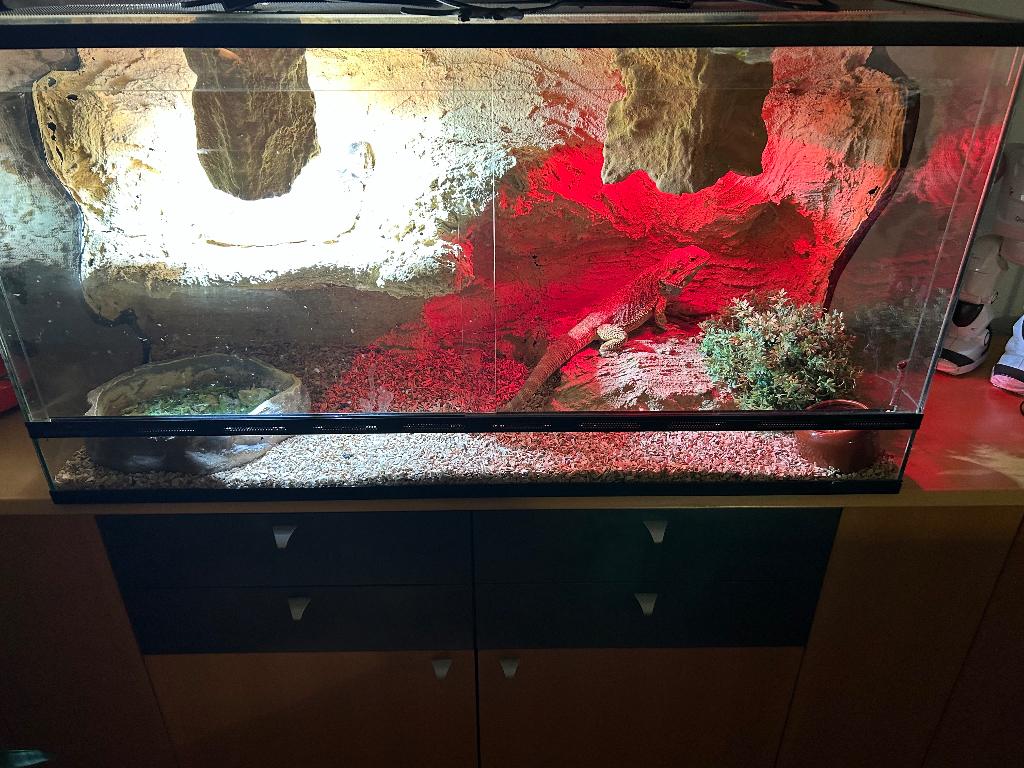Terrarium inclusief 3 baardagamen, Dieren en Toebehoren, Reptielen en Amfibieën, Hagedis, Met terrarium, 0 tot 2 jaar