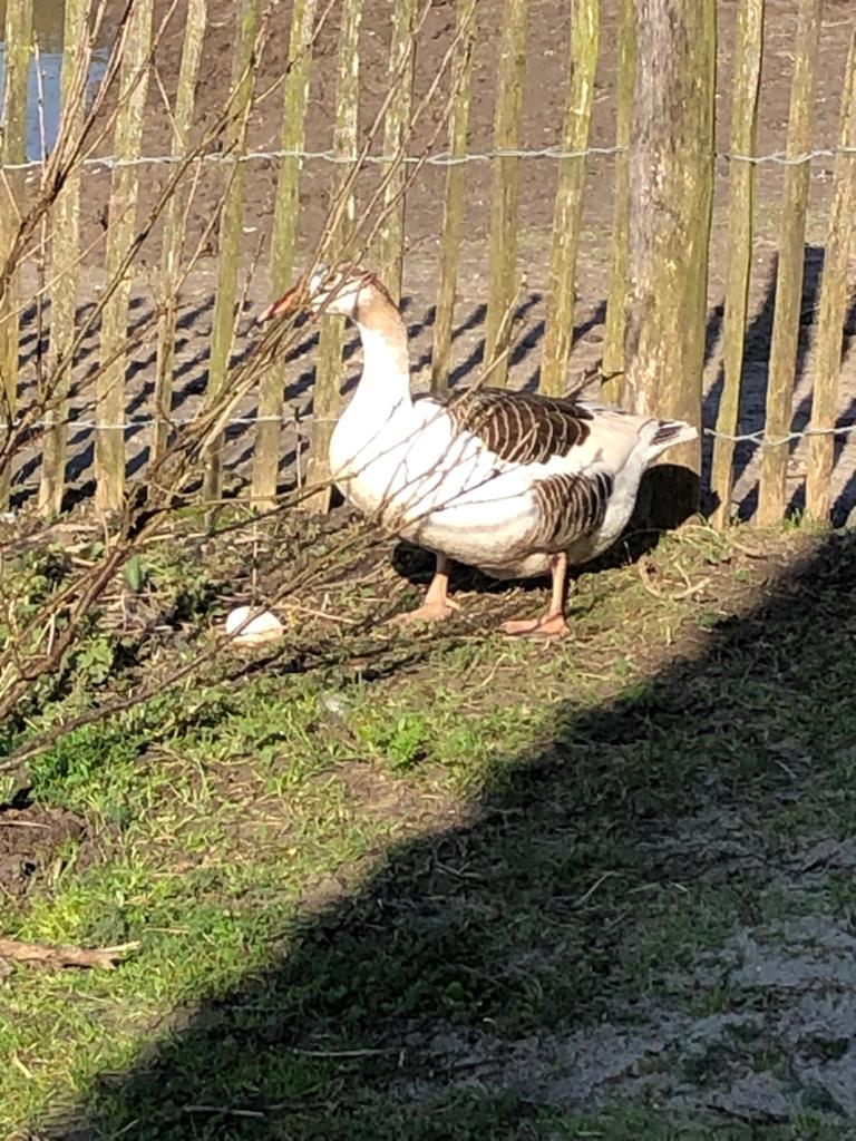 Vlinder Twentse Landgans x Afrikaanse Knobbelgans, Dieren en Toebehoren, Pluimvee, Gans of Zwaan, Vrouwelijk