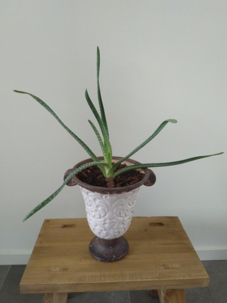 Sierlijke bloempot met een Aloë Vera plant., Ophalen, Halfschaduw, Minder dan 100 cm
