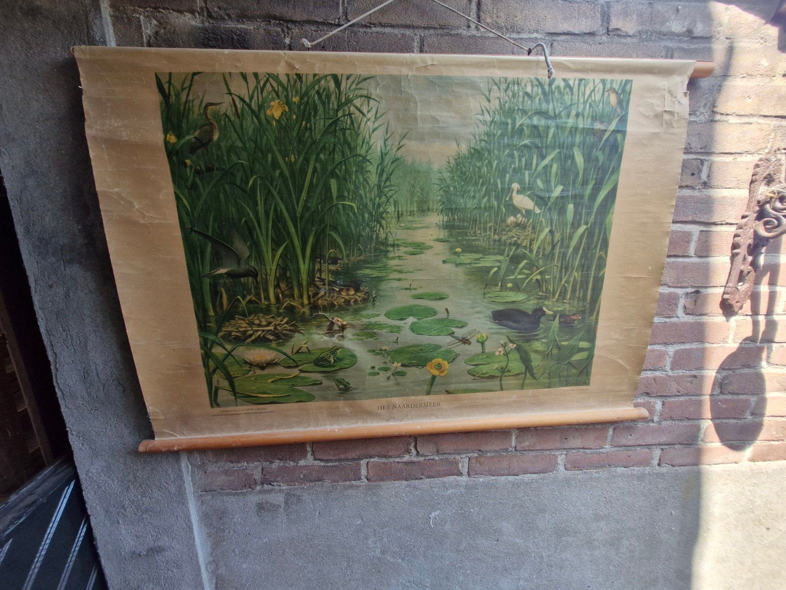 Het naardermeer, Antiek en Kunst, Antiek | Schoolplaten, Ophalen of Verzenden, Natuur en Biologie
