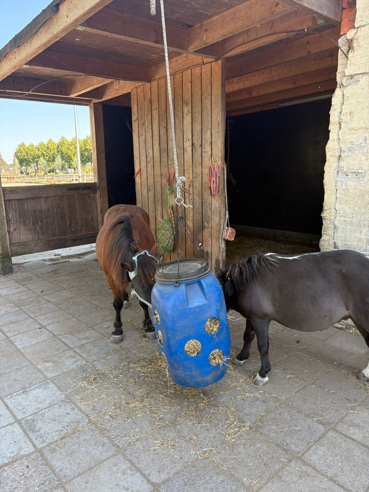 Shetlander stalling, Stalling, 2 of 3 paarden of pony's