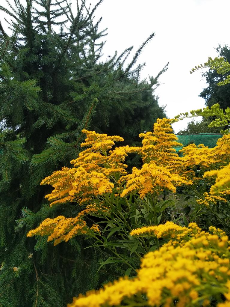 Guldenroede stekjes, Tuin en Terras, Planten | Tuinplanten, Ophalen, Eenjarig, Groenteplanten, Volle zon