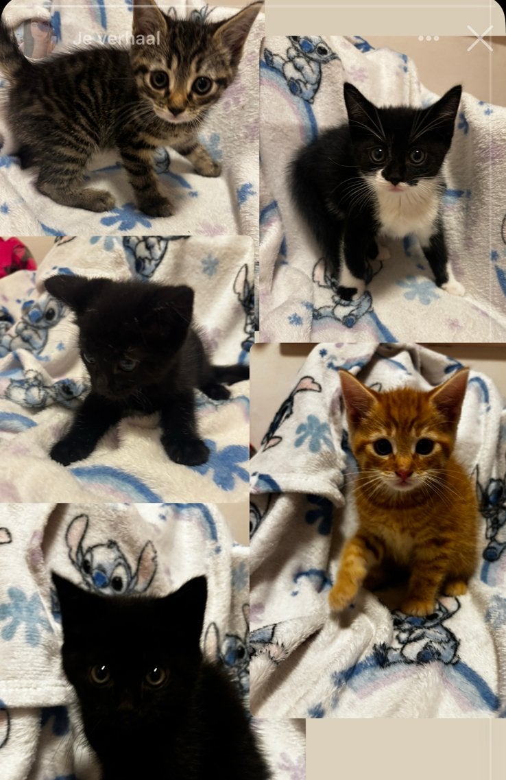 nestje kittens van 5 nog 2 beschikbaar voor nu., Meerdere dieren