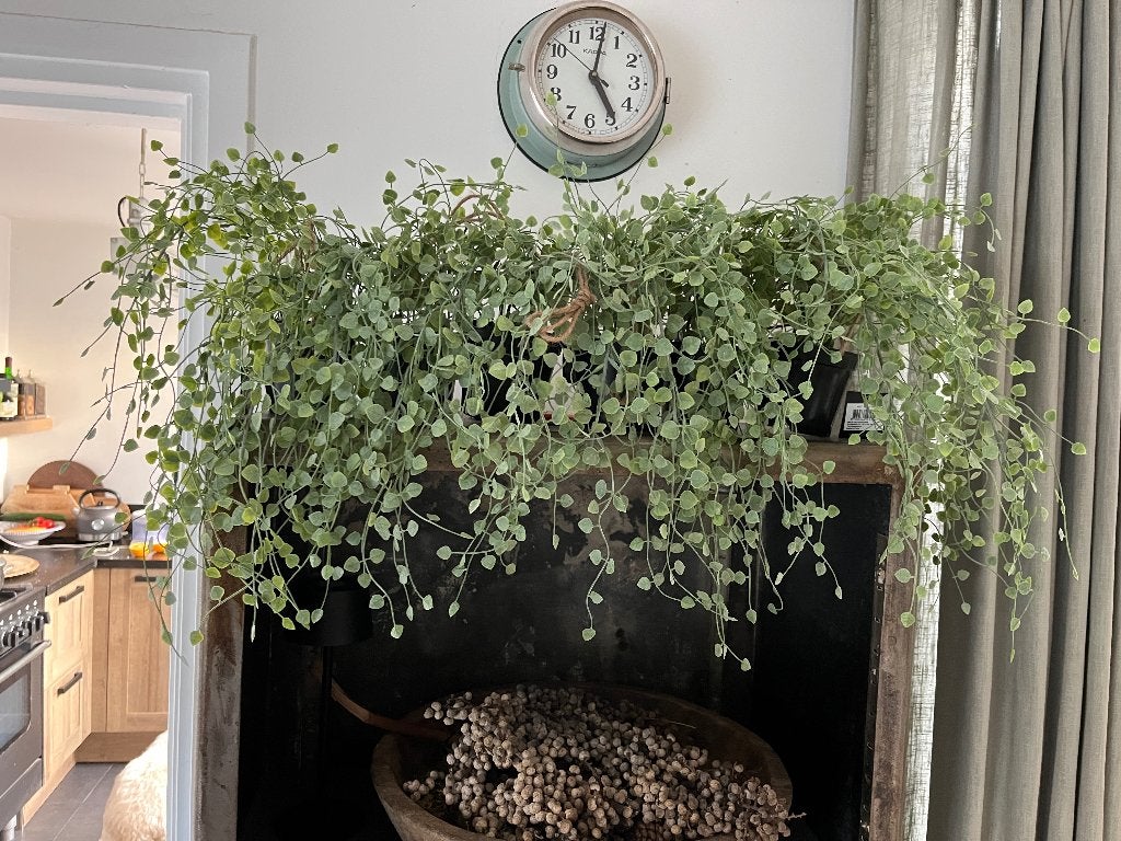 6 X Peperomia Hangplant Kunstof 46 cm lang in pot Nieuw, Huis en Inrichting, Ophalen, Groen, Kunstplant, Nieuw