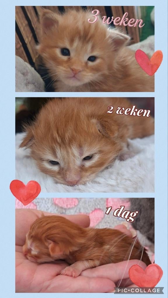 Main coon kiitens xl, Dieren en Toebehoren, Katten en Kittens | Raskatten | Langhaar, Ontwormd