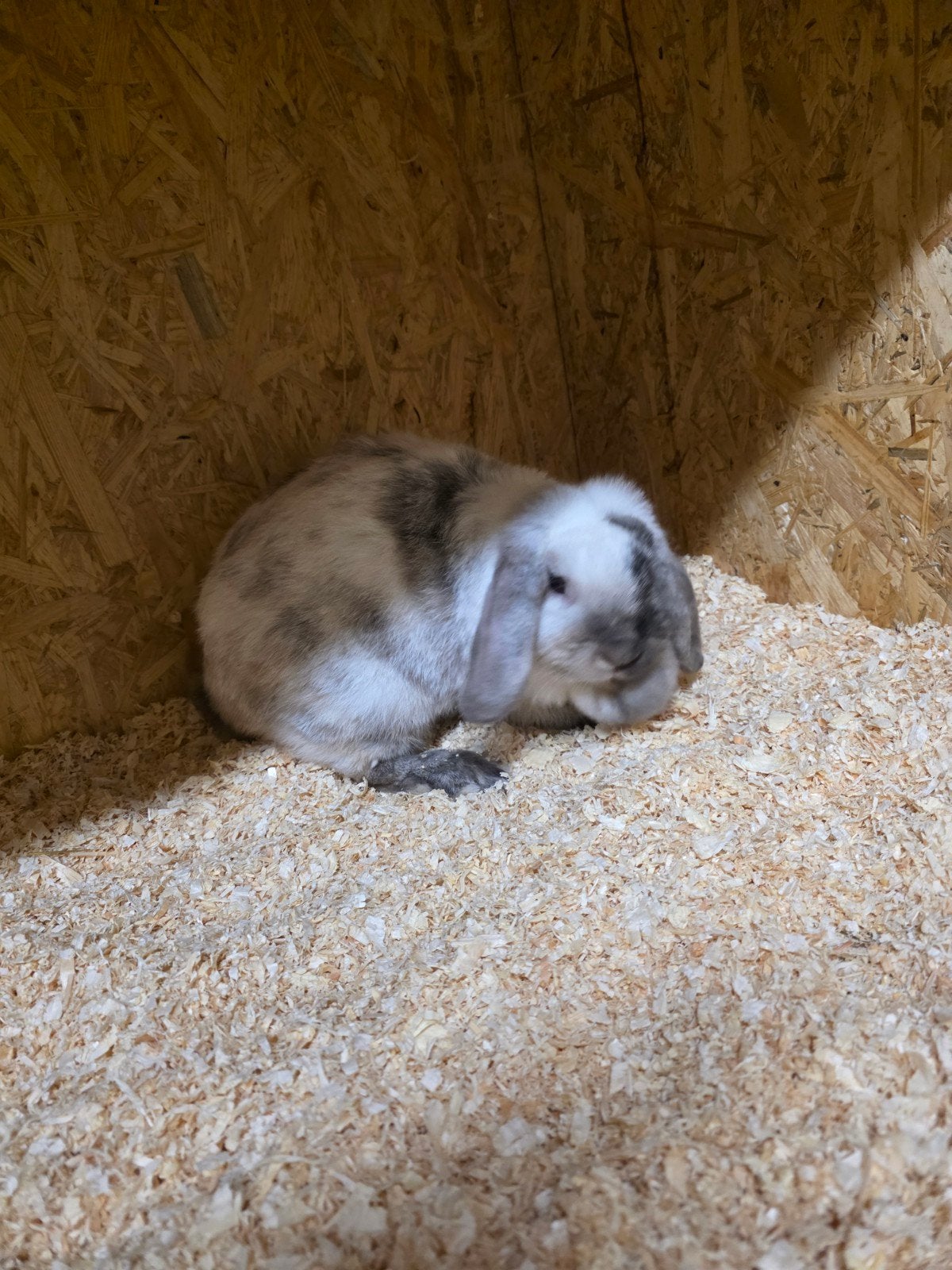 mooie lieve konijnen, Dieren en Toebehoren, Meerdere dieren, Middelgroot, Hangoor, 0 tot 2 jaar