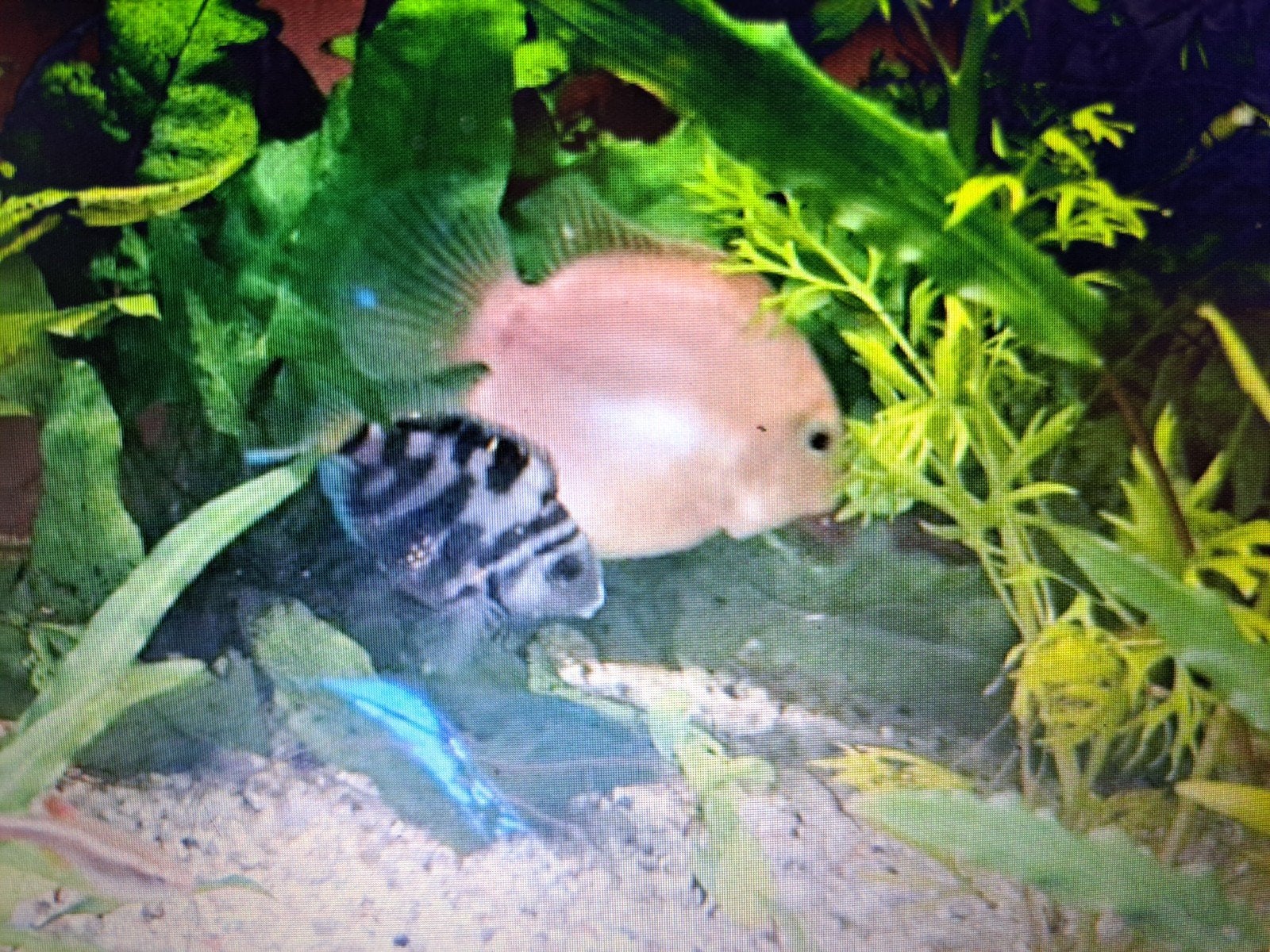 Polar Blue Parrot Cichlid, Dieren en Toebehoren, Vis, Zoetwatervis