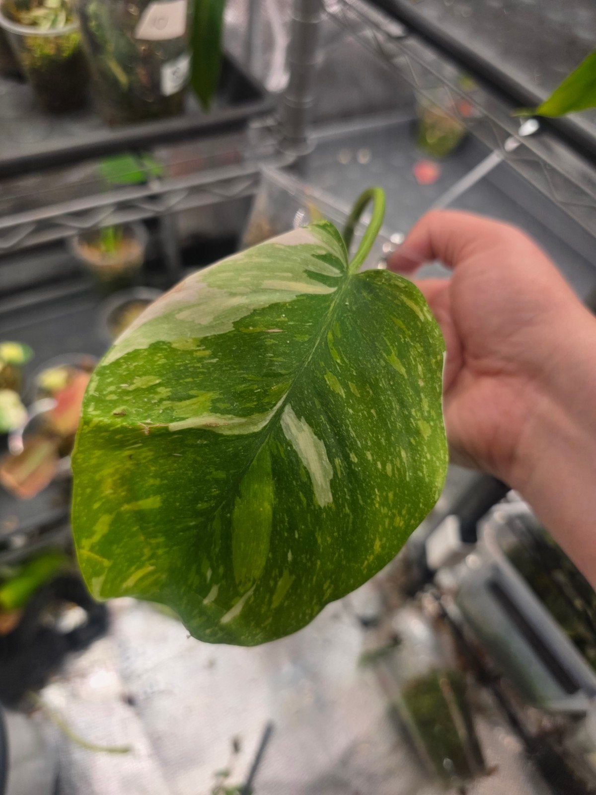 philodendron white princes tricolor lime stek, Ophalen of Verzenden, Halfschaduw, Minder dan 100 cm