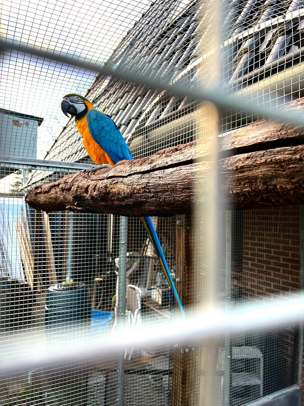 Mooi koppel blauw gele ara aras, Meerdere dieren, Parkiet, Geringd