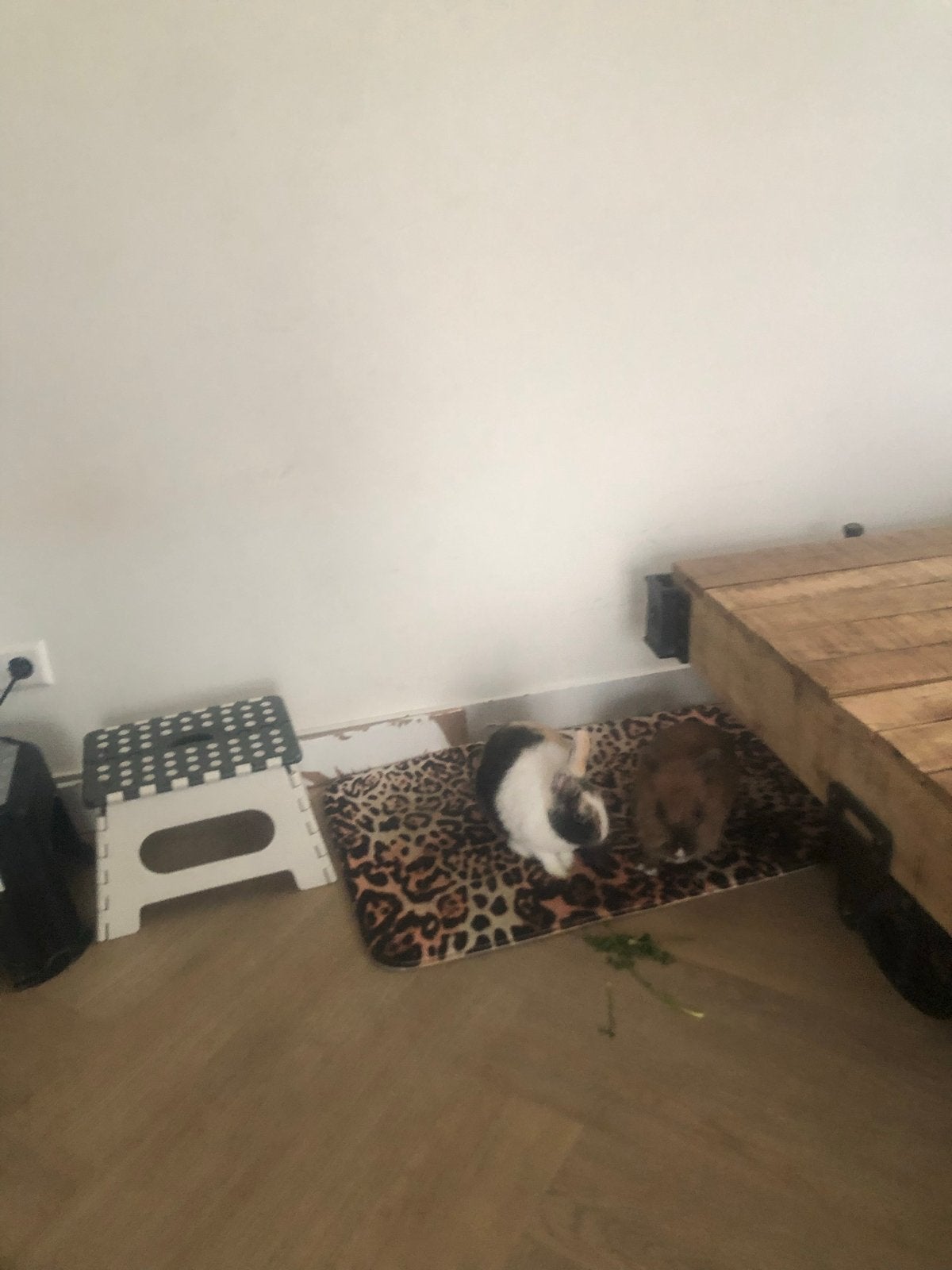 Twee konijnen met die kooi 15 euro, Meerdere dieren