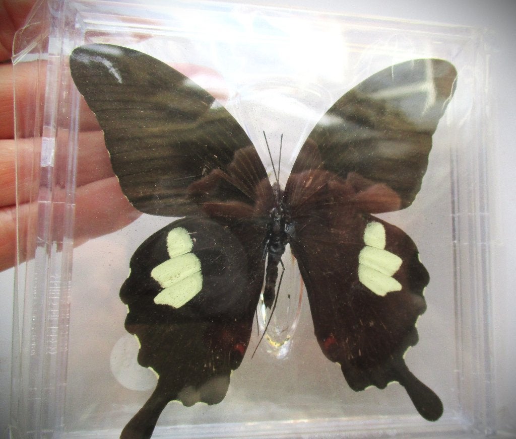 Vlinder Rode Helen~Papilio Helenus~Geprepareerde, Ophalen of Verzenden, Nieuw, Insect, Opgezet dier