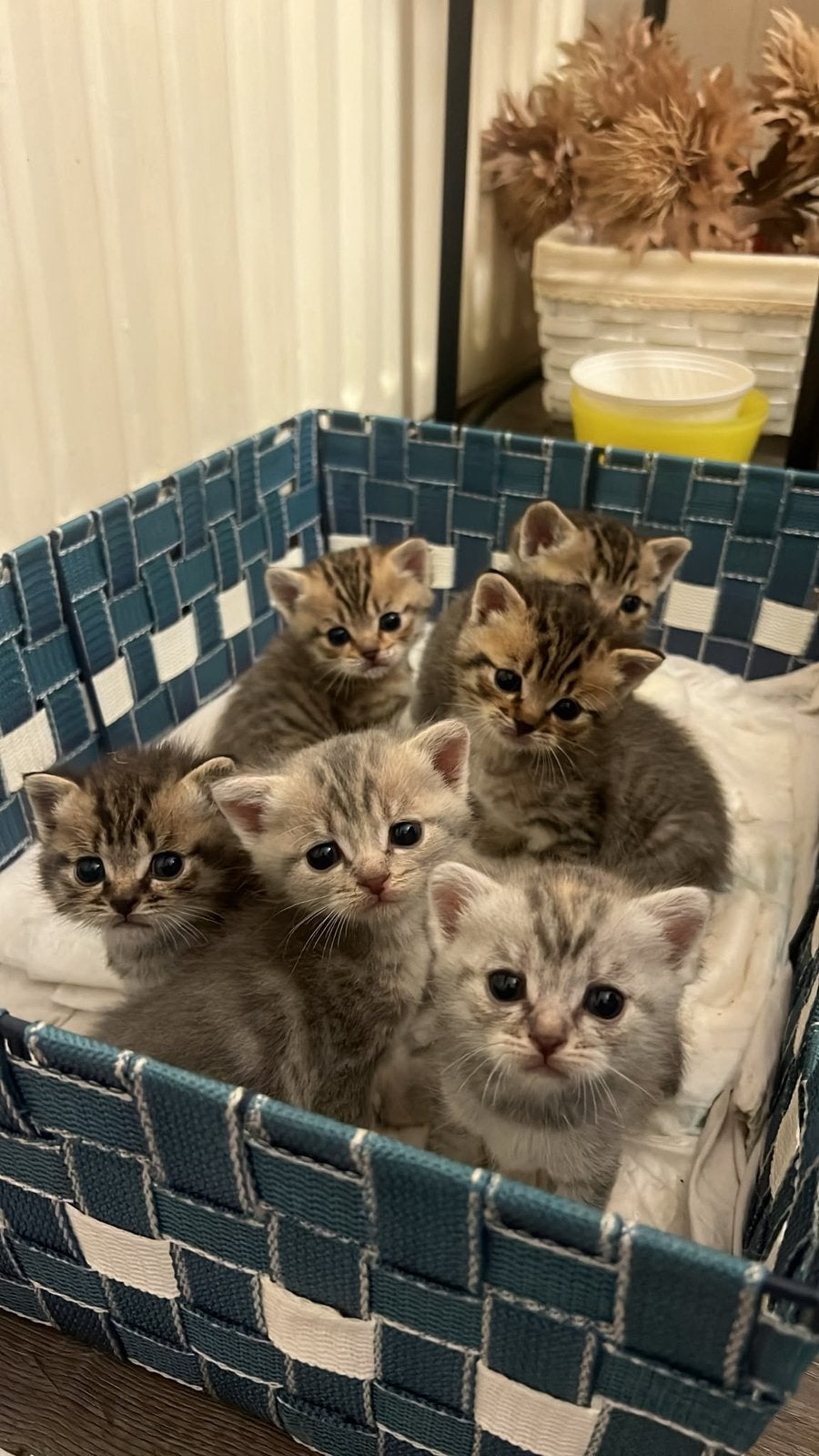 Mooie British Shorthair kittens, Meerdere dieren
