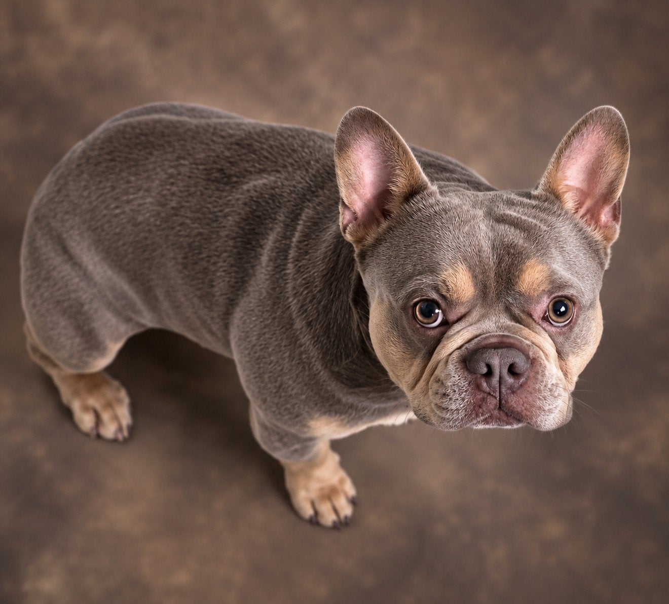 😍 Super gave isabella cherrytan dekreu Junior 😍, Particulier, Reu, Buitenland, Eén hond
