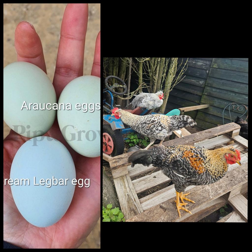 3 HAANtjes, kleurleggers,  cream/opal legbar, araucana, Dieren en Toebehoren, Mannelijk, Kip