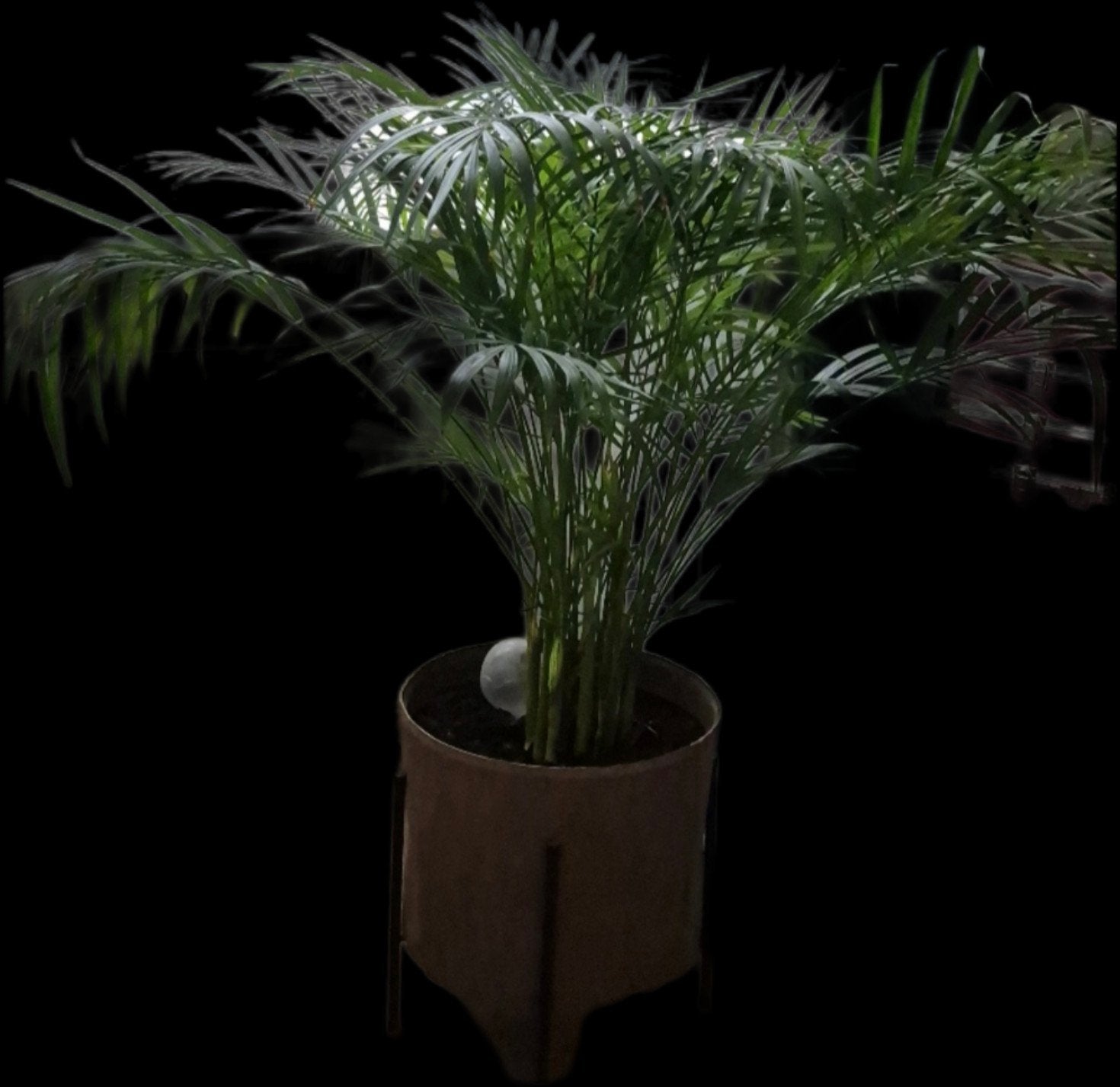 Areca palm (Goudpalm) - Luchtzuiverende kamerplant, Ophalen, 100 tot 150 cm, Palm, Halfschaduw