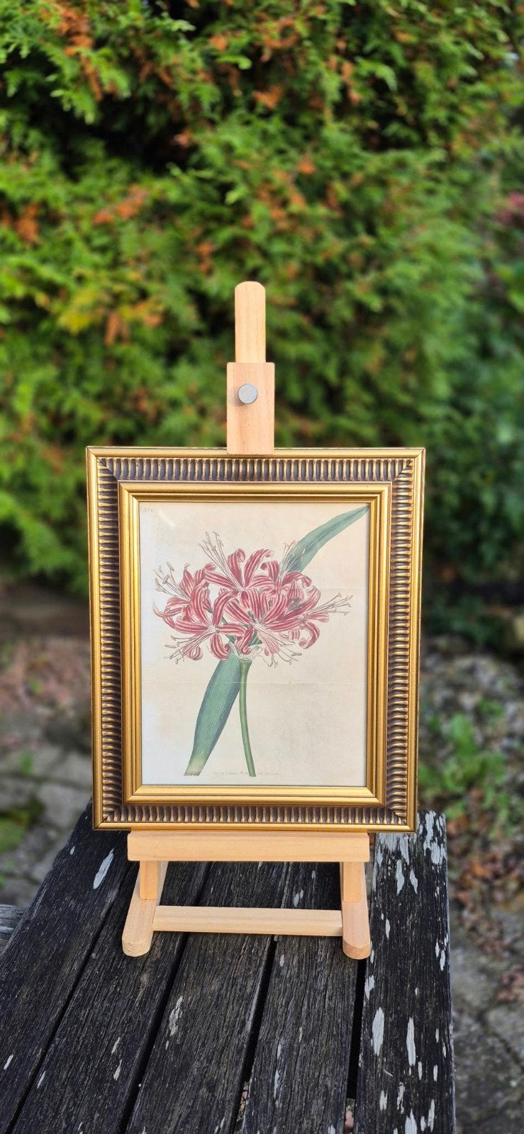 schilderij (handgekleurde kopergravure Curtis 1820), Ophalen of Verzenden