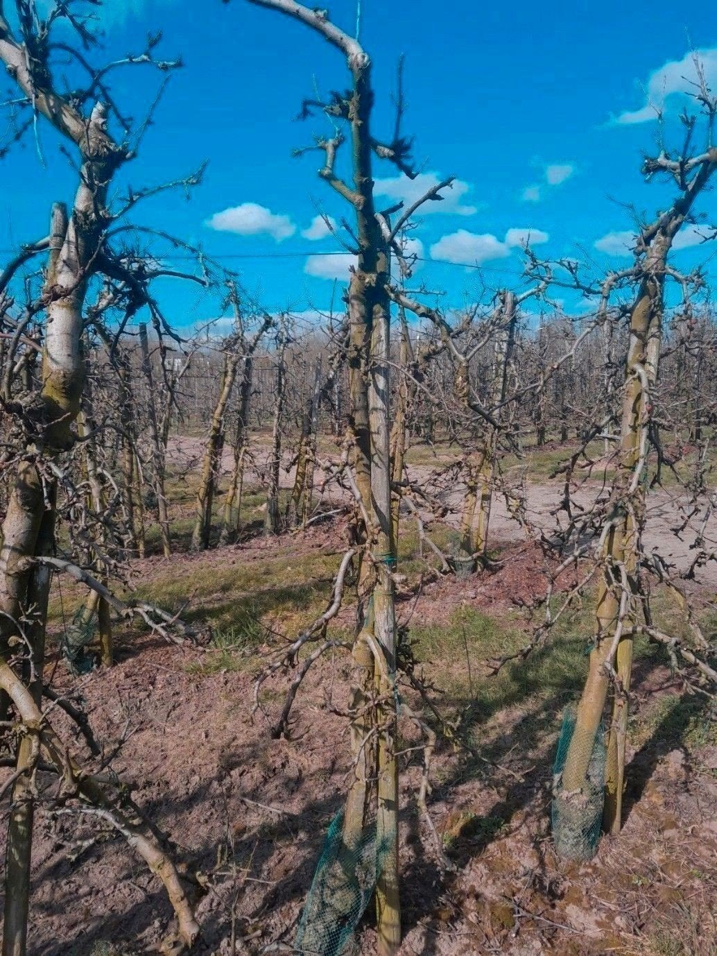 fruitbomen, Ophalen, In pot, Lente