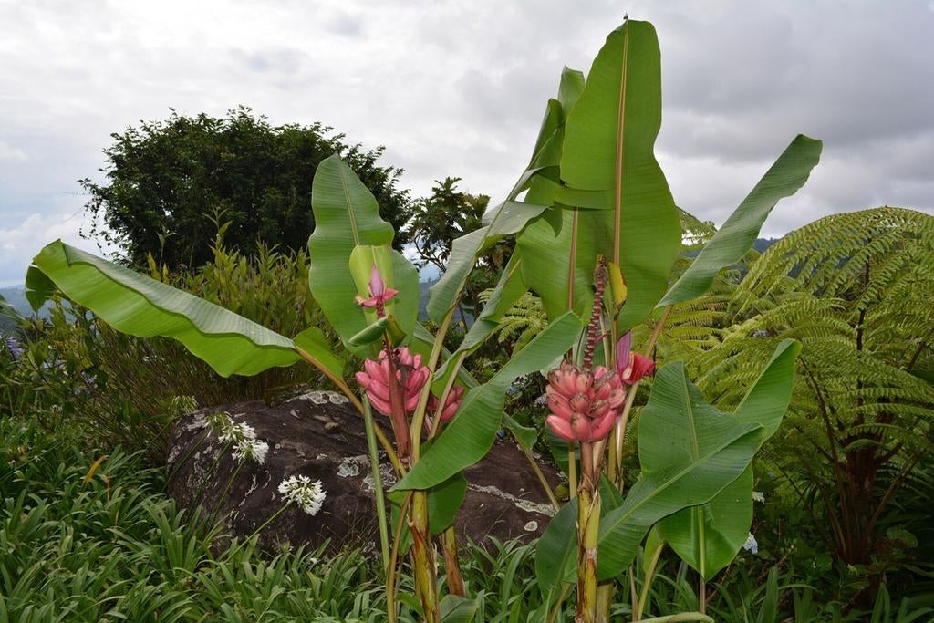 Musa velutina (Roze Dwergbanaan) - Compact & Snelgroeiend, Ophalen of Verzenden, Overige soorten, Volle zon