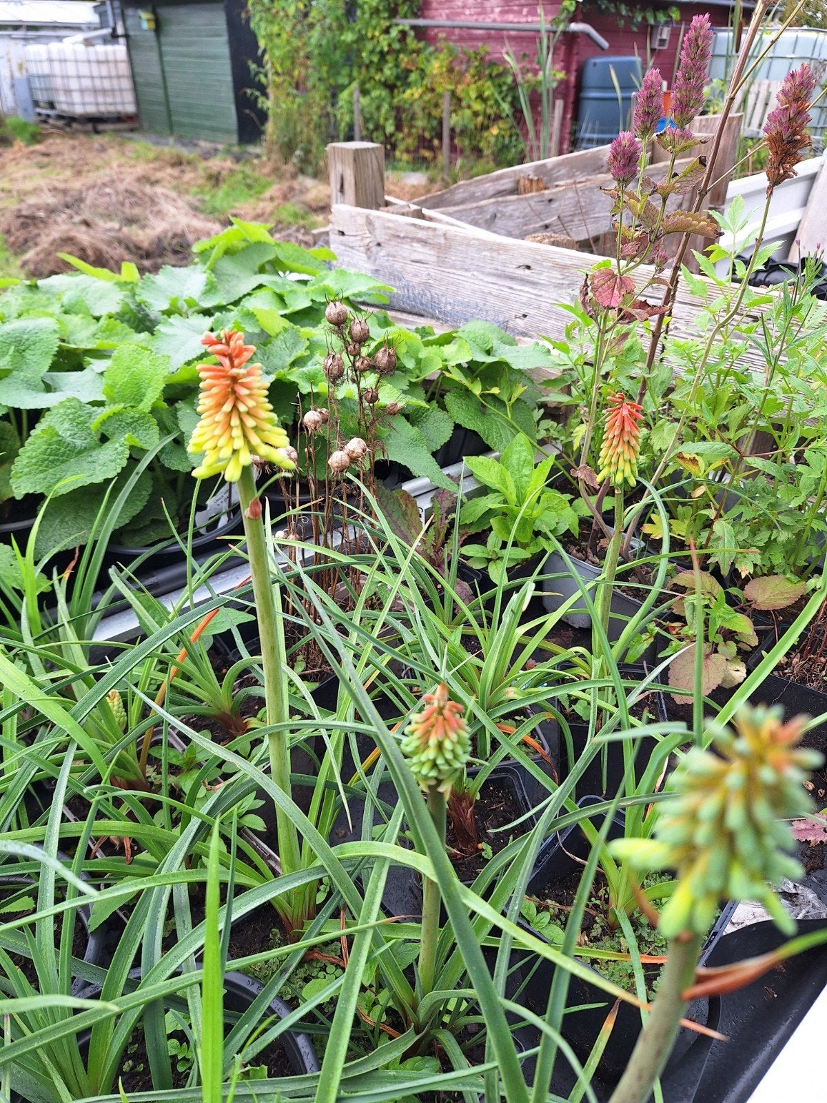 Kniphofia uvaria Grandiflora in een P11 pot nu in bloei., Tuin en Terras, Volle zon, Vaste plant, Zomer, Ophalen