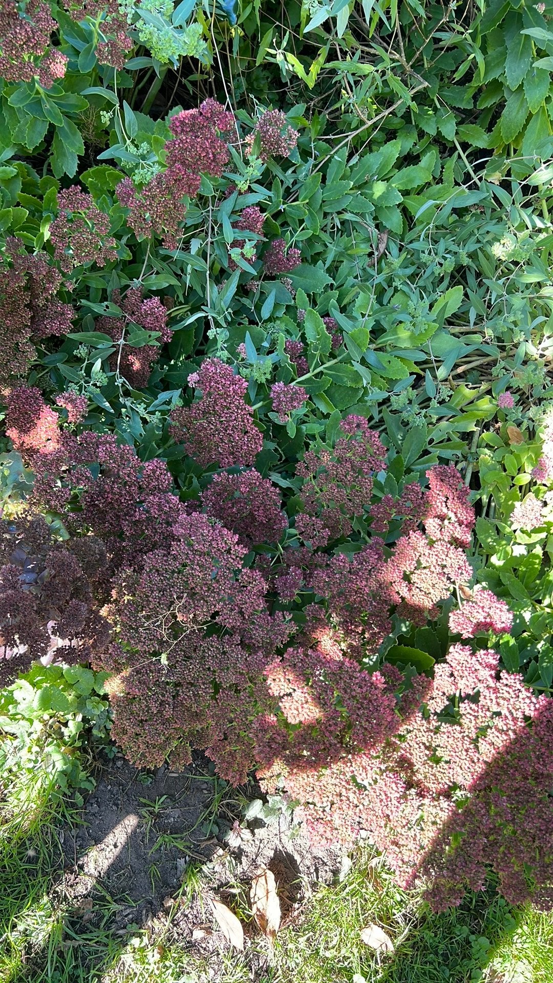 Sedum groot herbstfreunde, Ophalen, Overige soorten, Volle zon