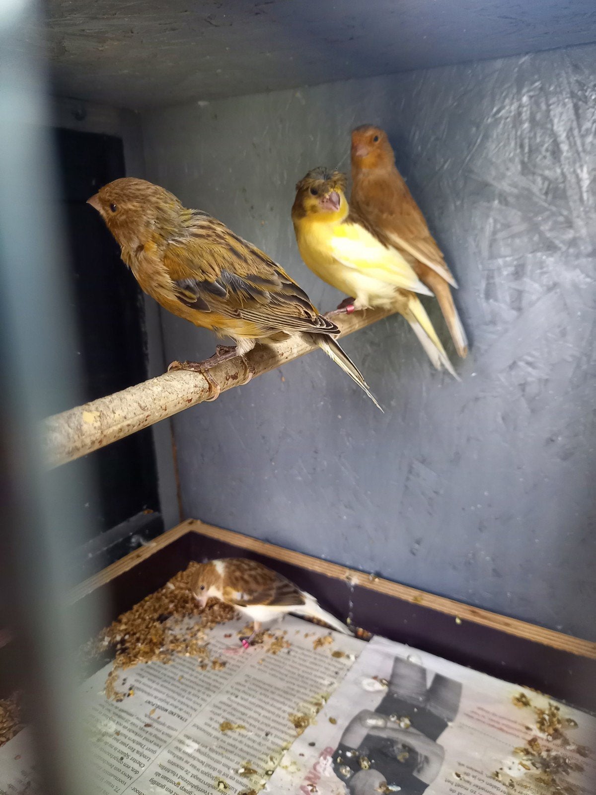 Kanaries, Meerdere dieren, Kleurkanarie
