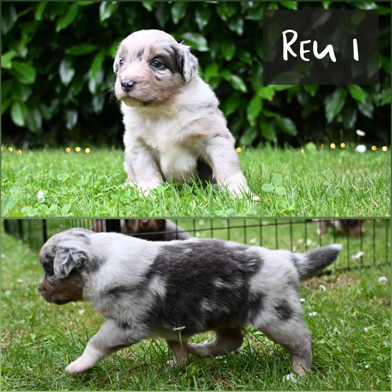Australian Shepherd  pups, Dieren en Toebehoren, Honden | Herdershonden en Veedrijvers, Parvo, Overige rassen, 8 tot 15 weken