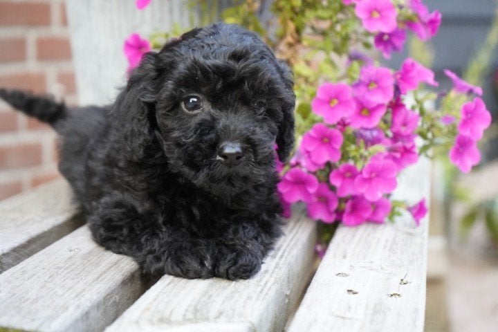 Mooie maltipoo pup te koop., Nederland, 8 tot 15 weken, CDV (hondenziekte), Eén hond