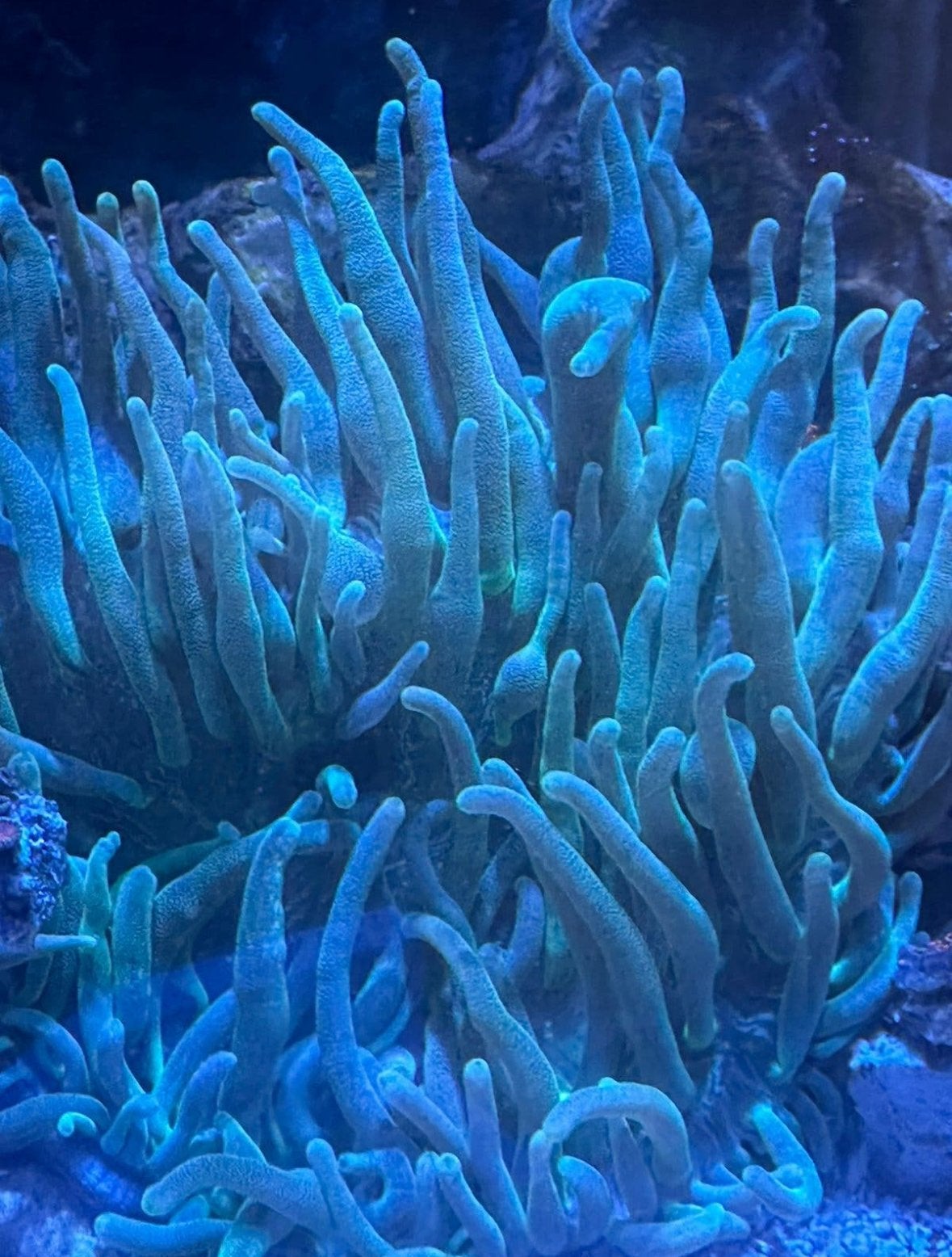 Blauw witte tepelanemoon, Dieren en Toebehoren, Vis, Zoutwatervis
